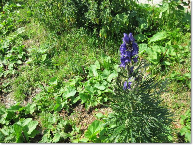 Via Spluga 2010 (91).jpg